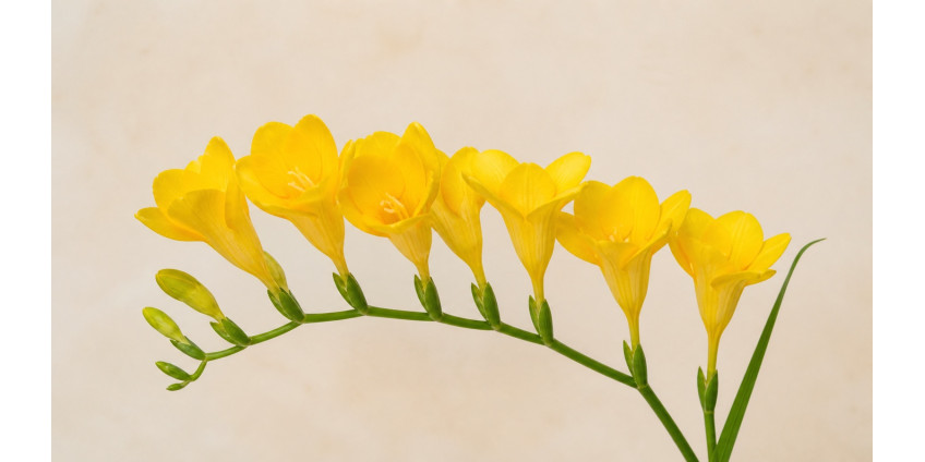 Freesia — the fragrant African bulb: varieties, care, floristry