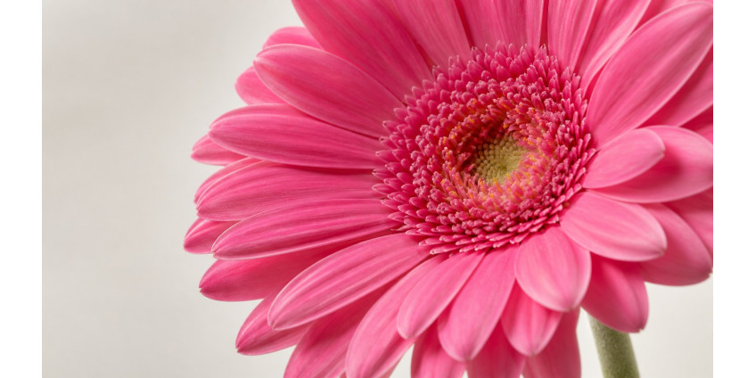 Gerbera — the African daisy: varieties, care, and bouquet work
