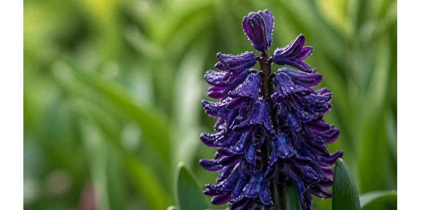 Hyacinth — the fragrant spring bulb: varieties, care, floristry