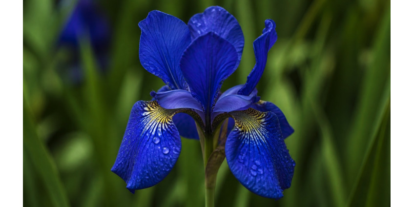 Iris — groups, varieties, care, and use in bouquets
