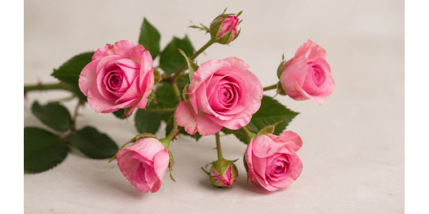 Spray rose — the multi-bloom rose: varieties, uses, care