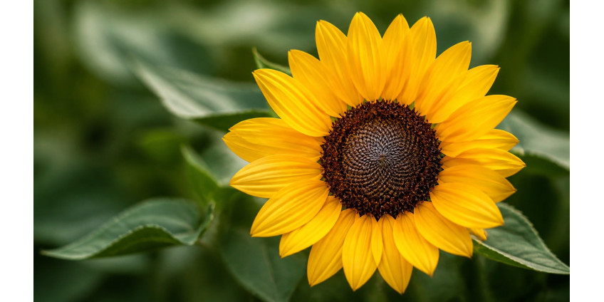 Sunflower — decorative varieties for the florist