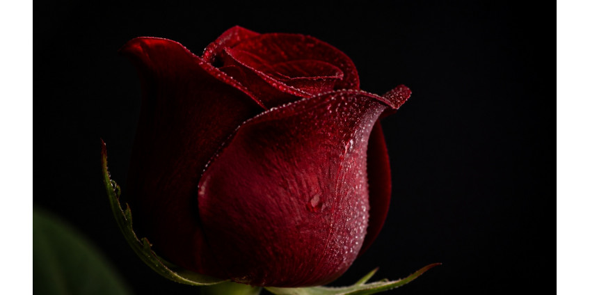 What red roses mean — symbolism, shades, contexts