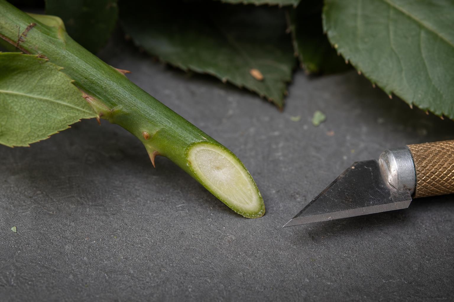 Close-up of a fresh 45-degree cut on a rose stem next to a florist knife