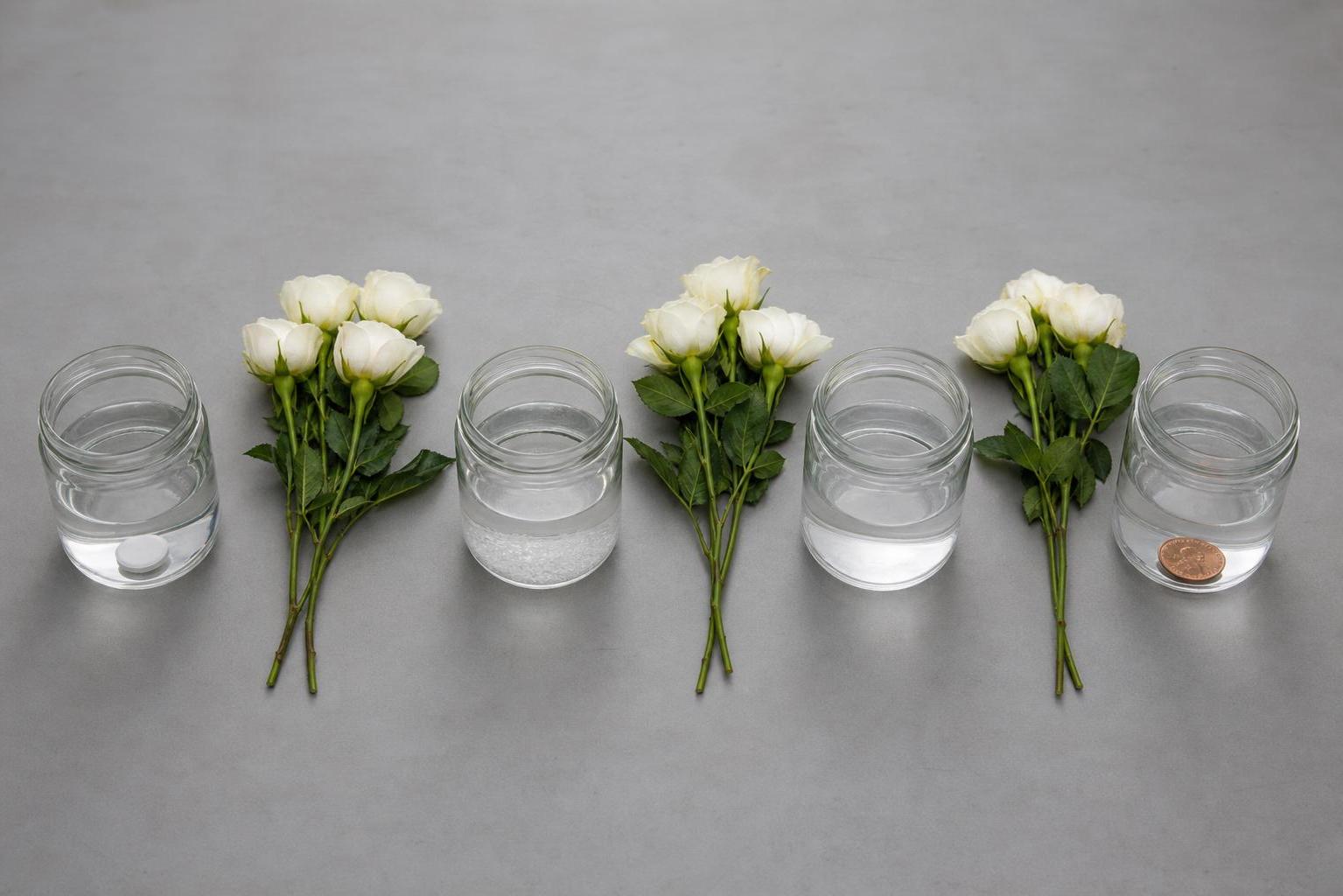 a row of four glass jars with water and different additives — aspirin, sugar, vodka, coin — next to identical bouquets of roses for comparison, minimalist composition