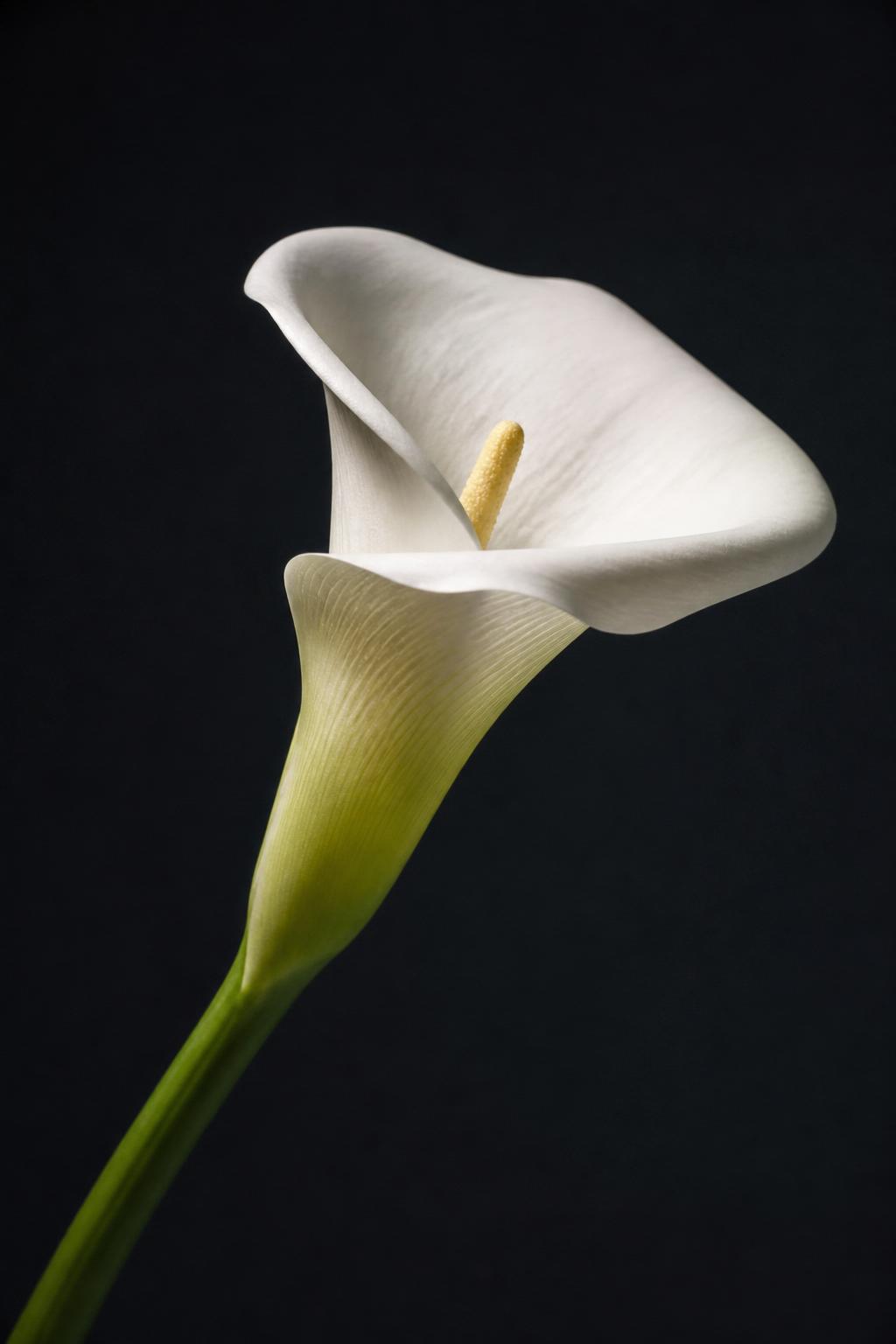 a single elegant white calla lily flower with a curved stem on a matte dark background, editorial botanical study