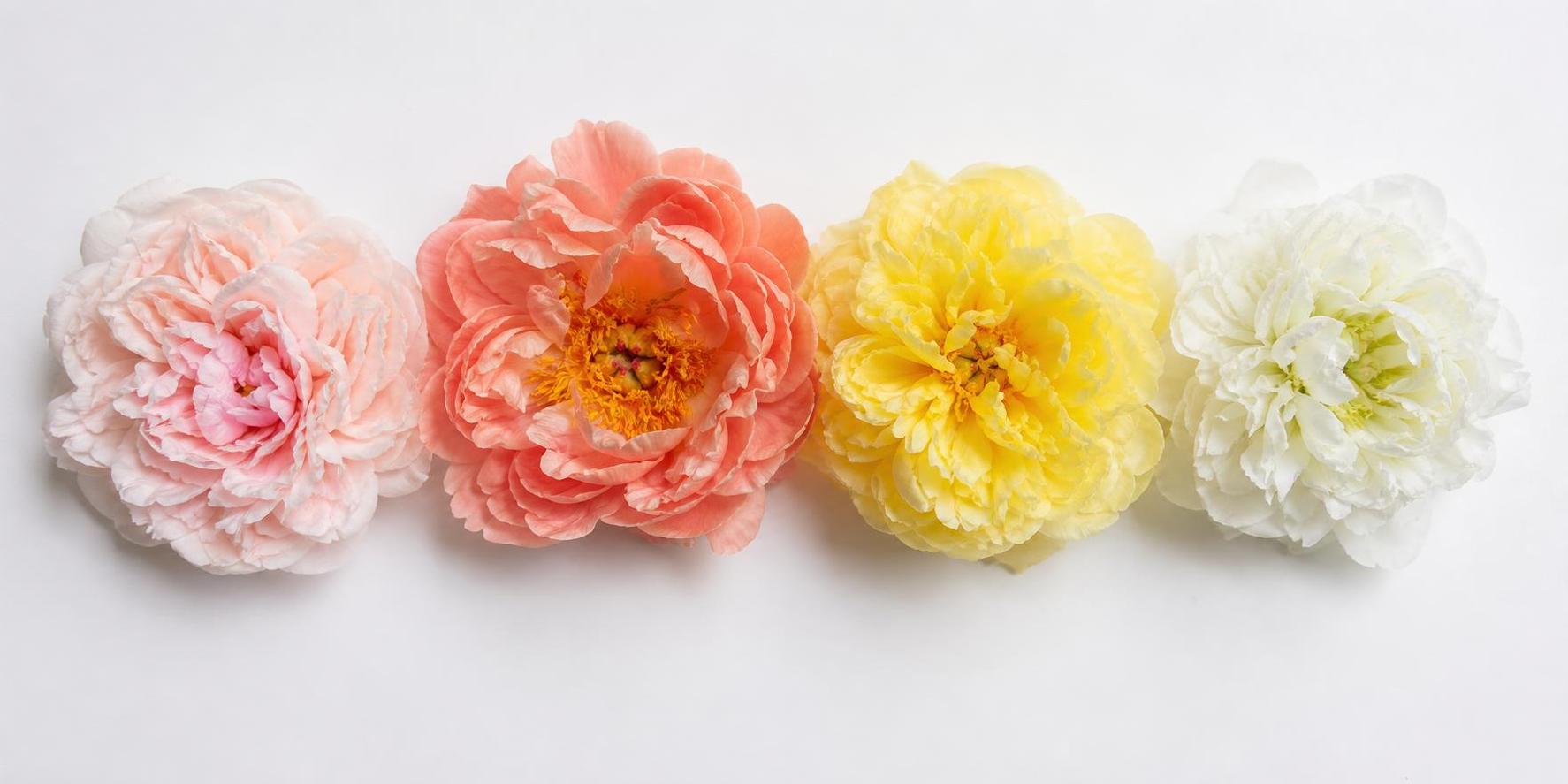 a flat-lay of different peony varieties on a white table — Sarah Bernhardt, Coral Charm, Bartzella, Duchesse de Nemours — for color and shape comparison
