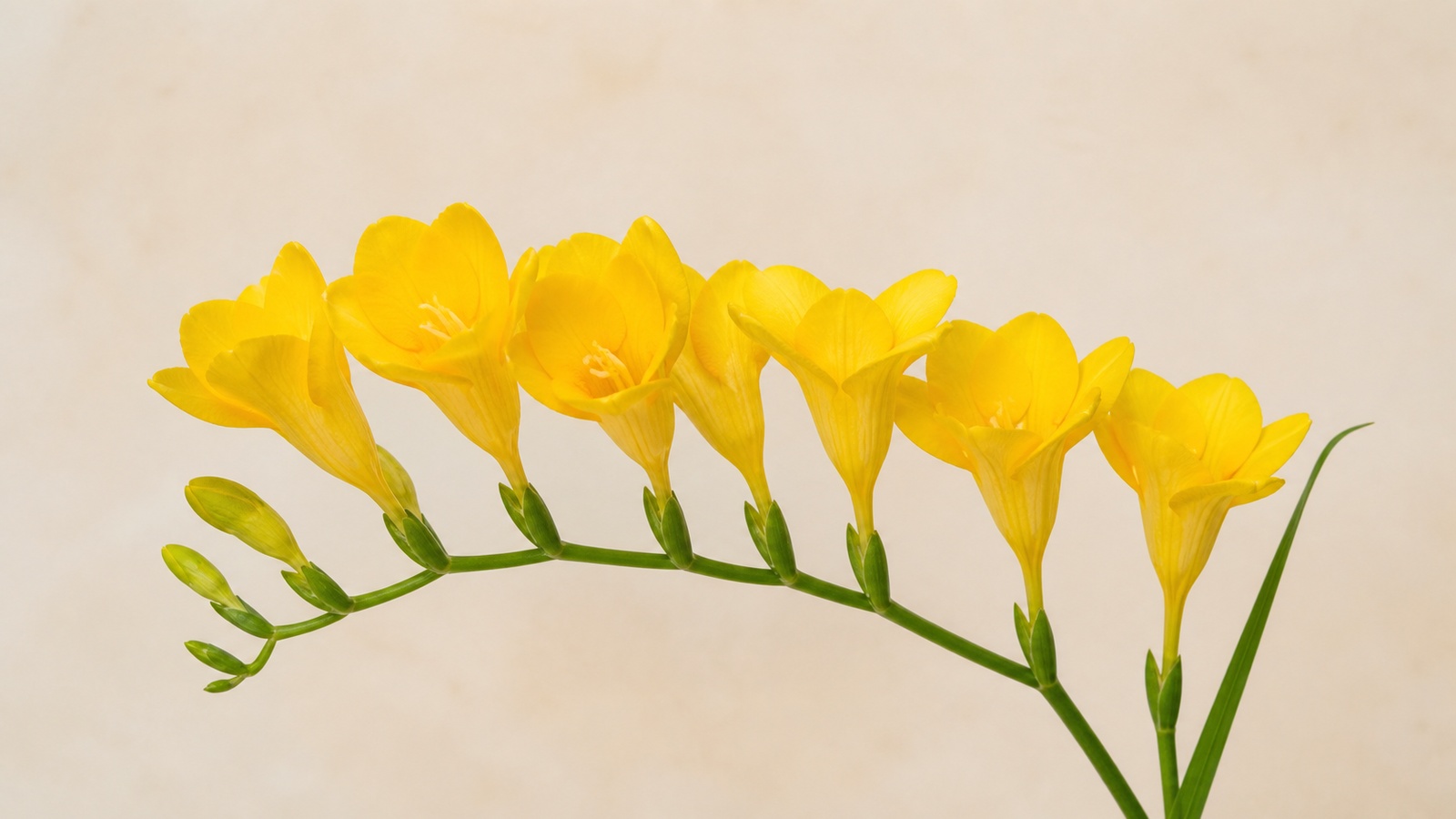 yellow tubular Aladdin freesia flowers close-up, 7 open buds on one stem