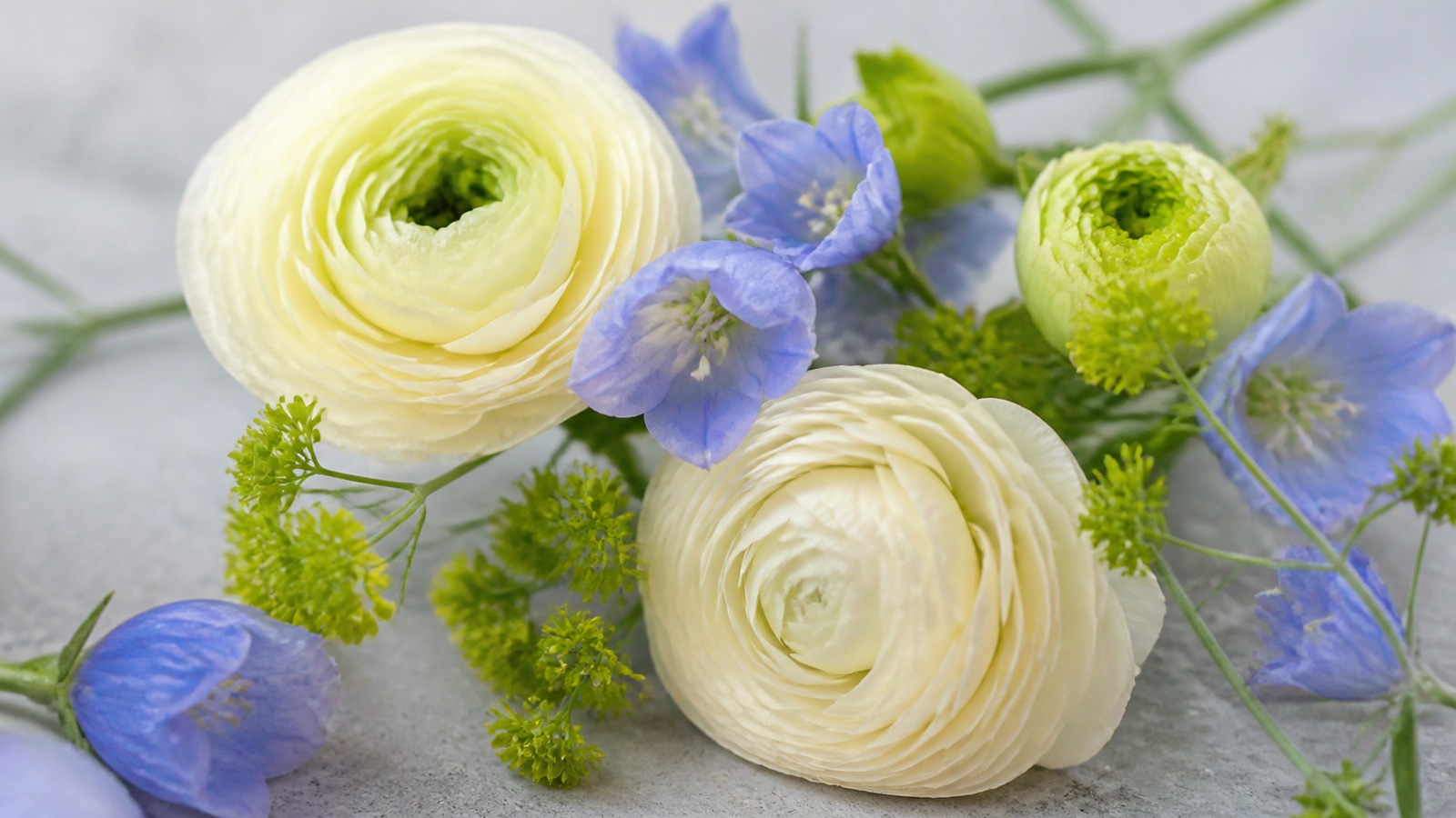 a close crop of pale lemon and cream ranunculus with blue campanula and green bupleurum, thin stems visible, soft daylight on a light grey surface