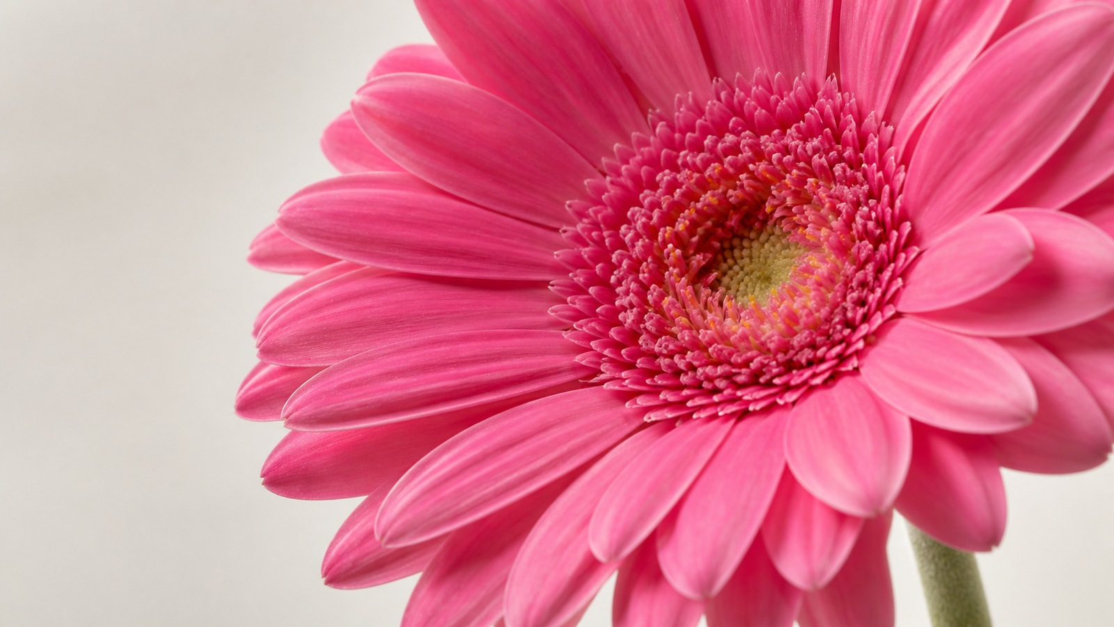 close-up of a bright pink gerbera head showing the ray and disk florets clearly