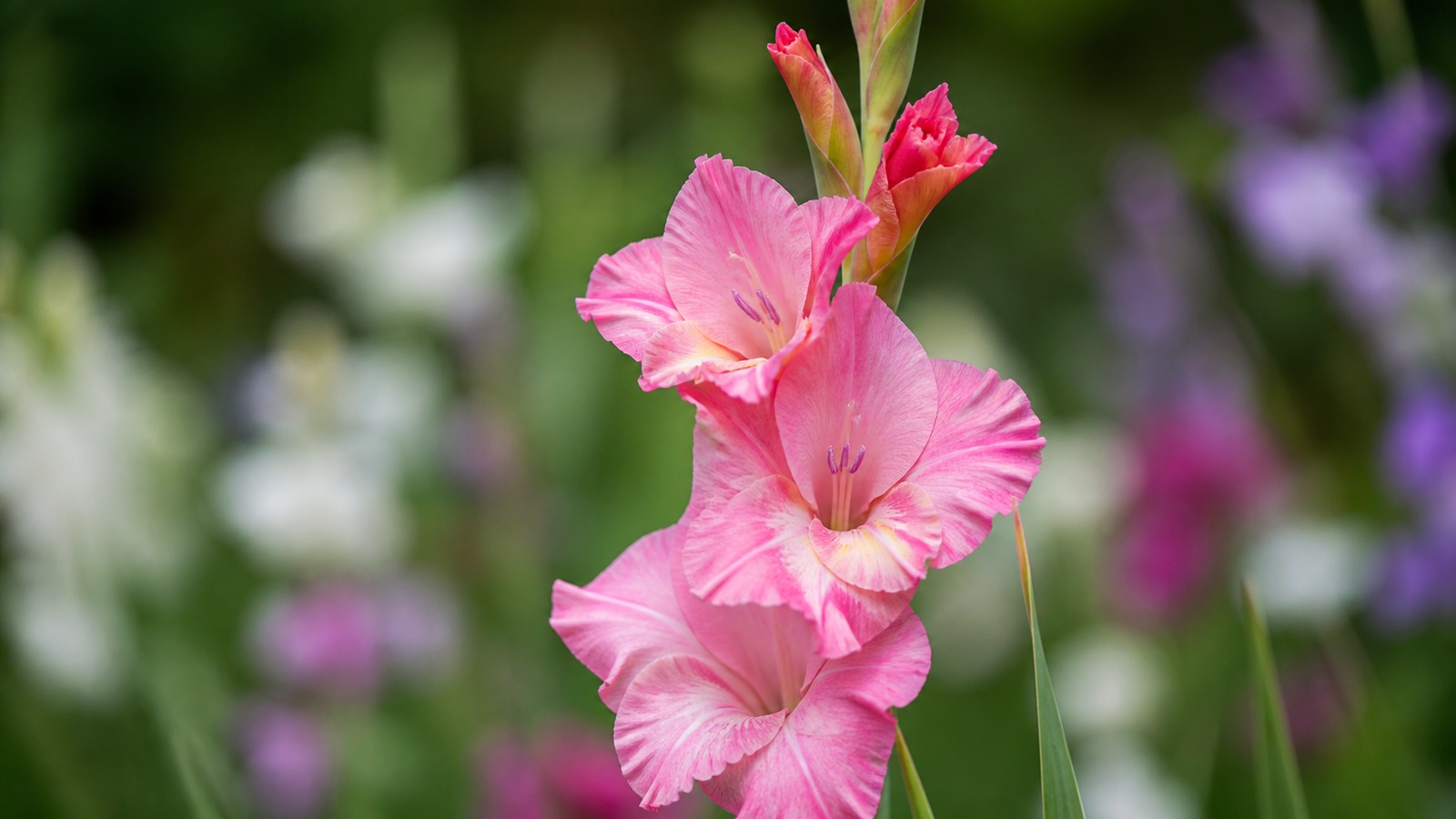 a tall pink gladiolus stem in bloom, lower florets fully open, in a garden setting, editorial botanical macro