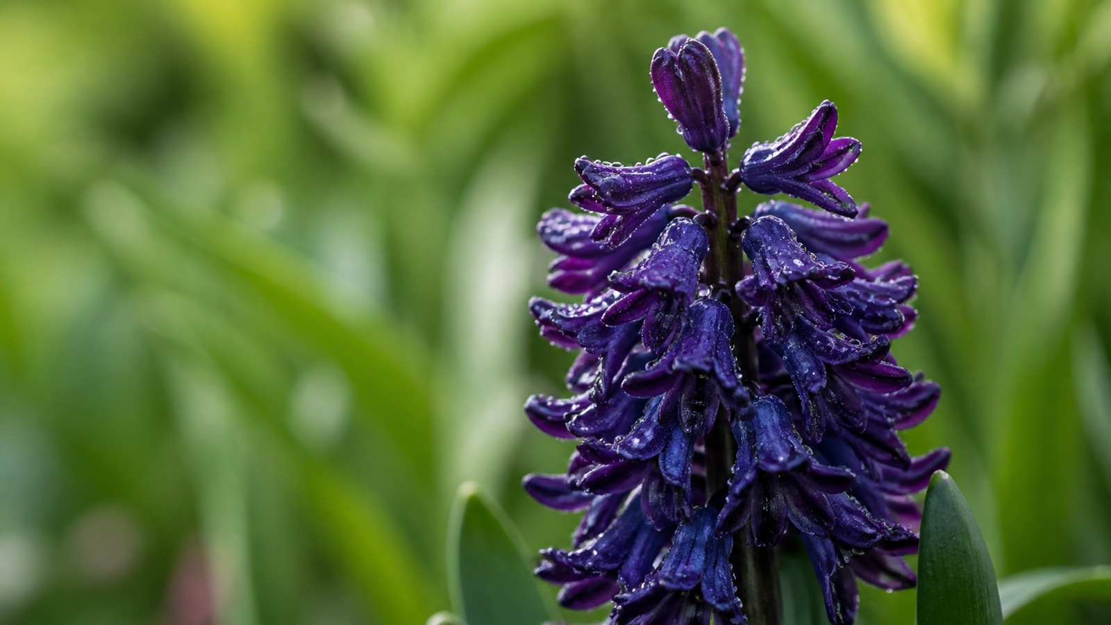 close-up of a dark purple Woodstock hyacinth inflorescence with dew drops, botanical macro editorial