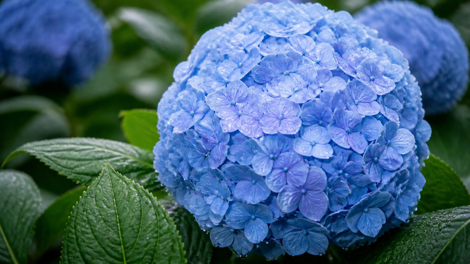 a blue large-flowered hydrangea 'Endless Summer' head on the bush in a garden, close-up botanical study