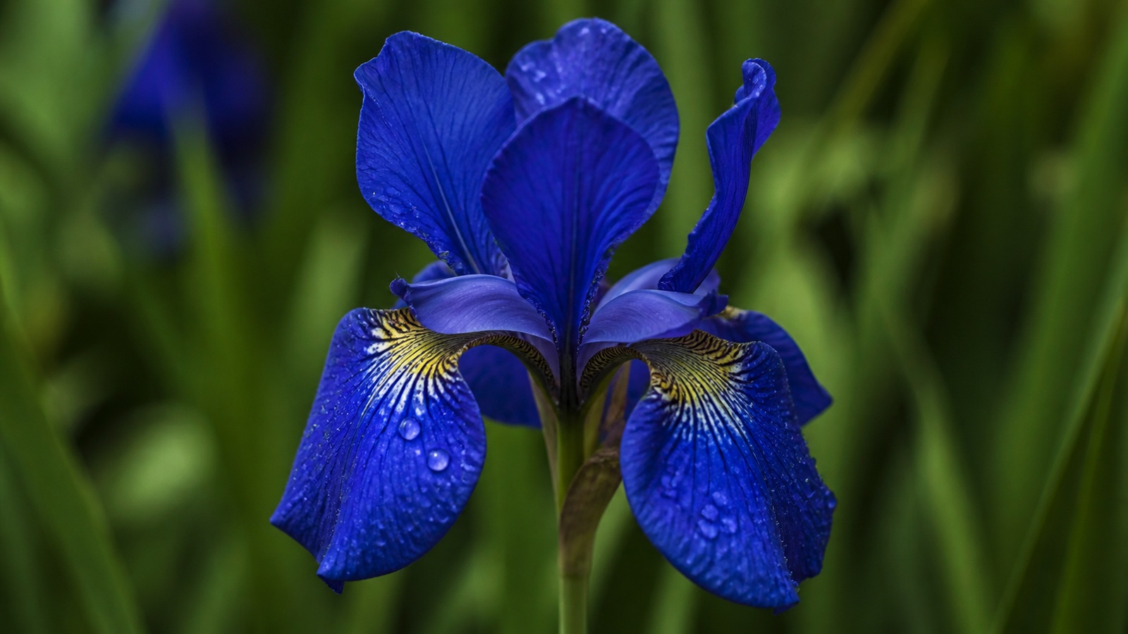 a deep blue Dutch iris with dew drops in botanical macro detail