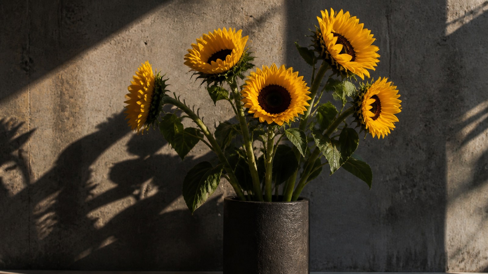 five tall sunflowers with dark foliage in a heavy dark ceramic cylinder against a concrete wall, hard afternoon light