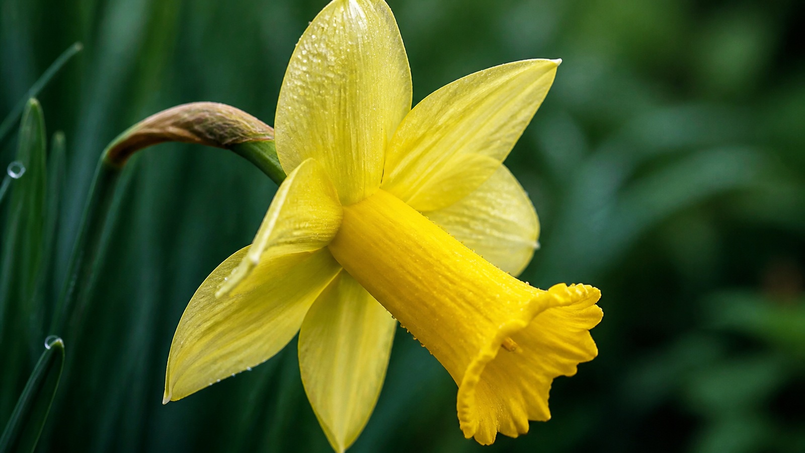 yellow narcissus 'Carlton' with a long central trumpet in close-up botanical study