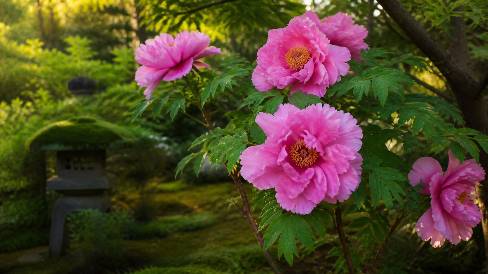 mature tree peony 'Hana Kisoi' with 30 cm pink semi-double flowers in a Japanese garden, mossy stone lantern behind, golden hour light