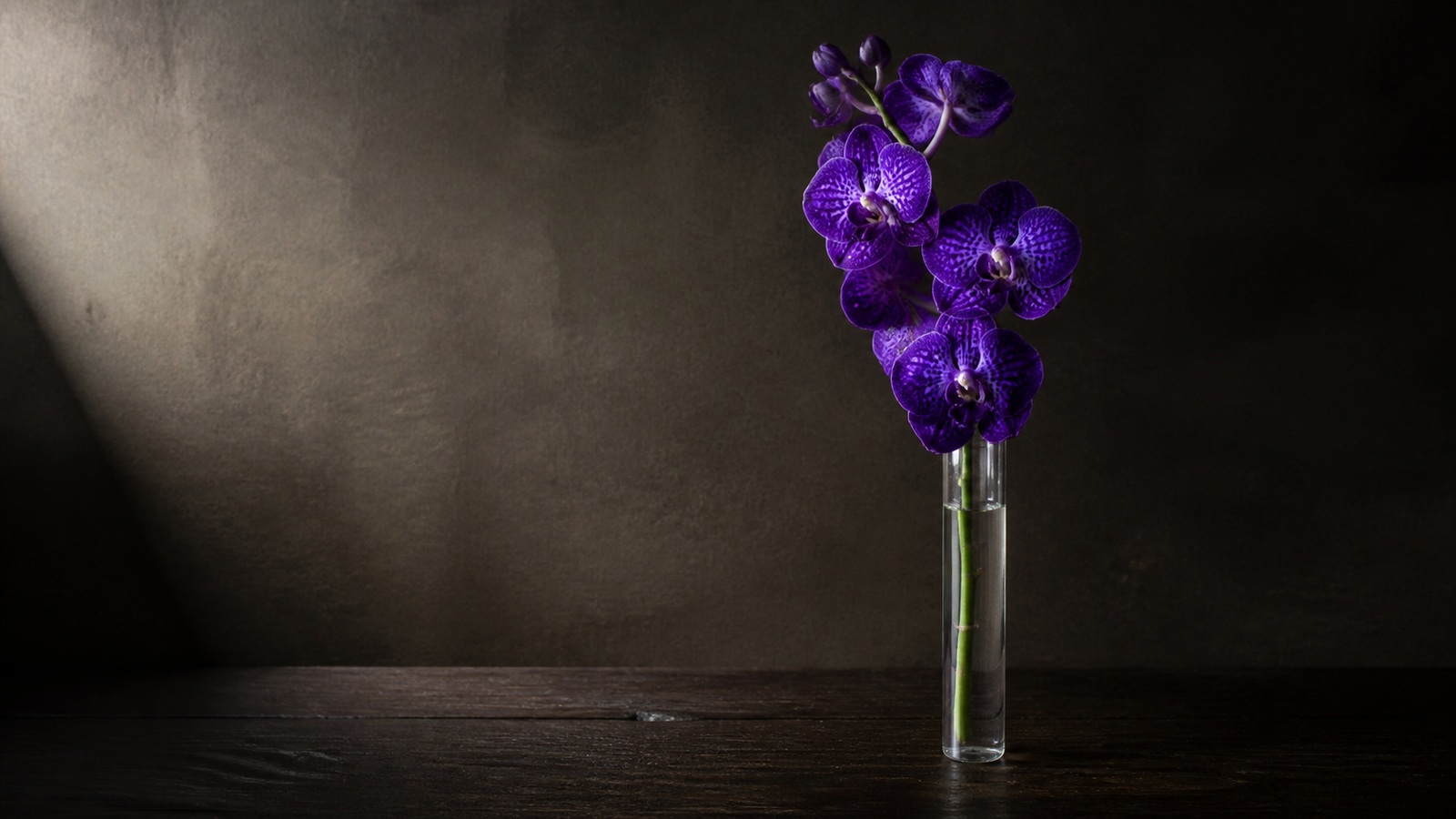 single spike of purple Vanda orchid in a slim clear glass tube on a dark oak table, dramatic side light, moody editorial