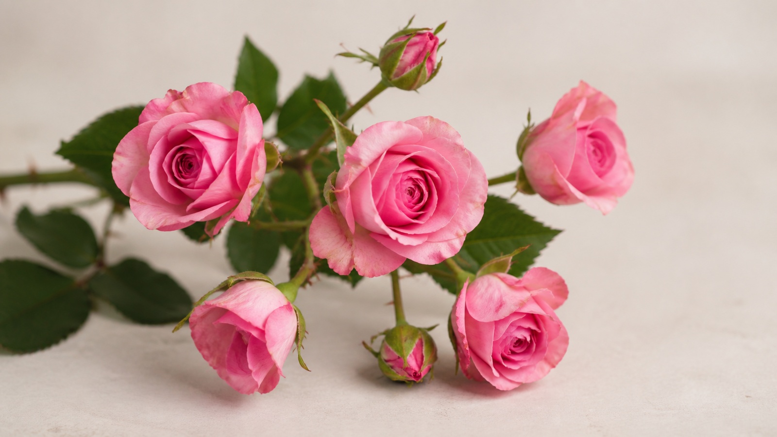 a single spray rose stem with five pink buds, close-up botanical study