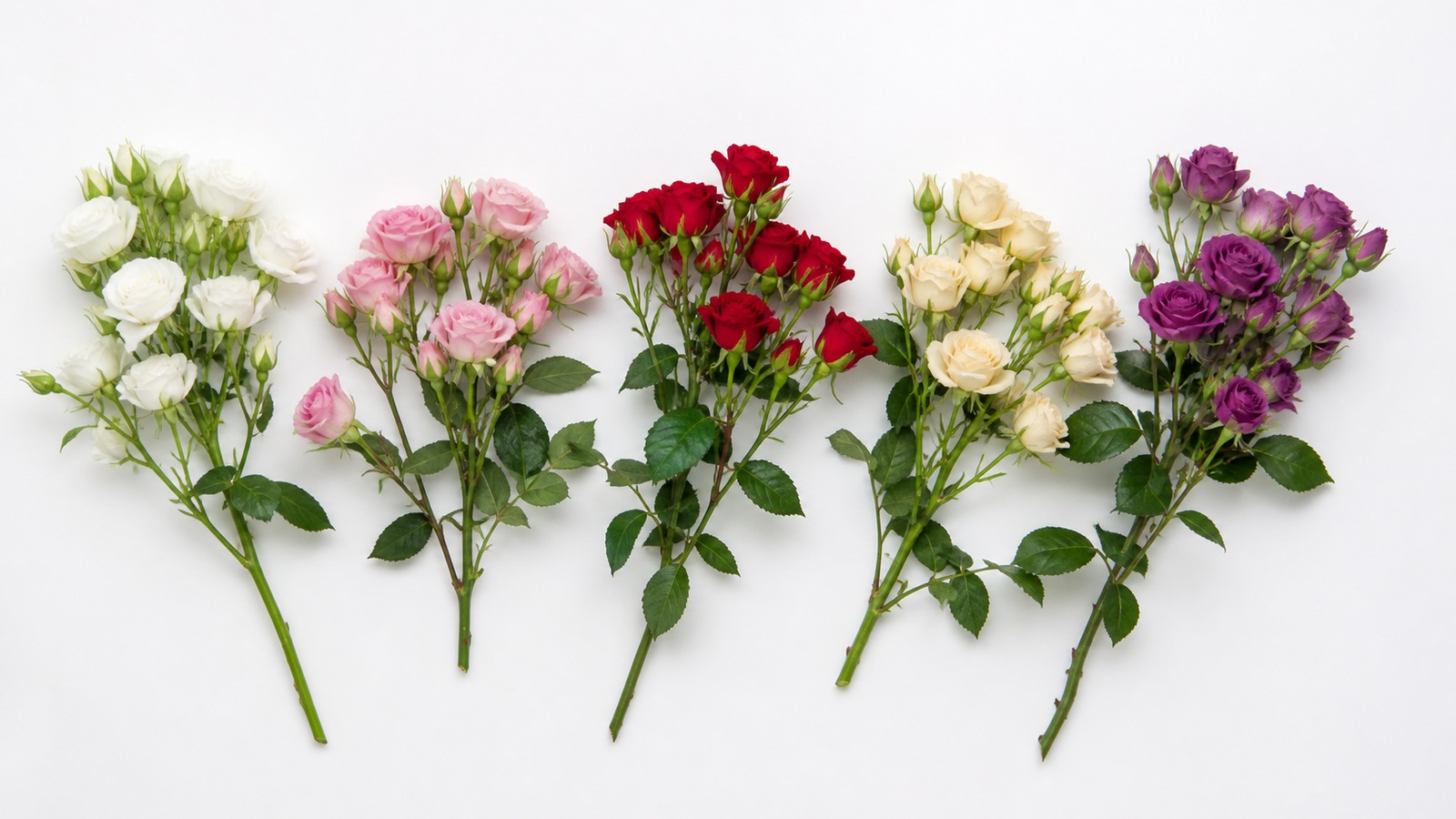 overhead flat-lay of five spray rose color varieties on white background — white, dusty pink, red, cream, purple