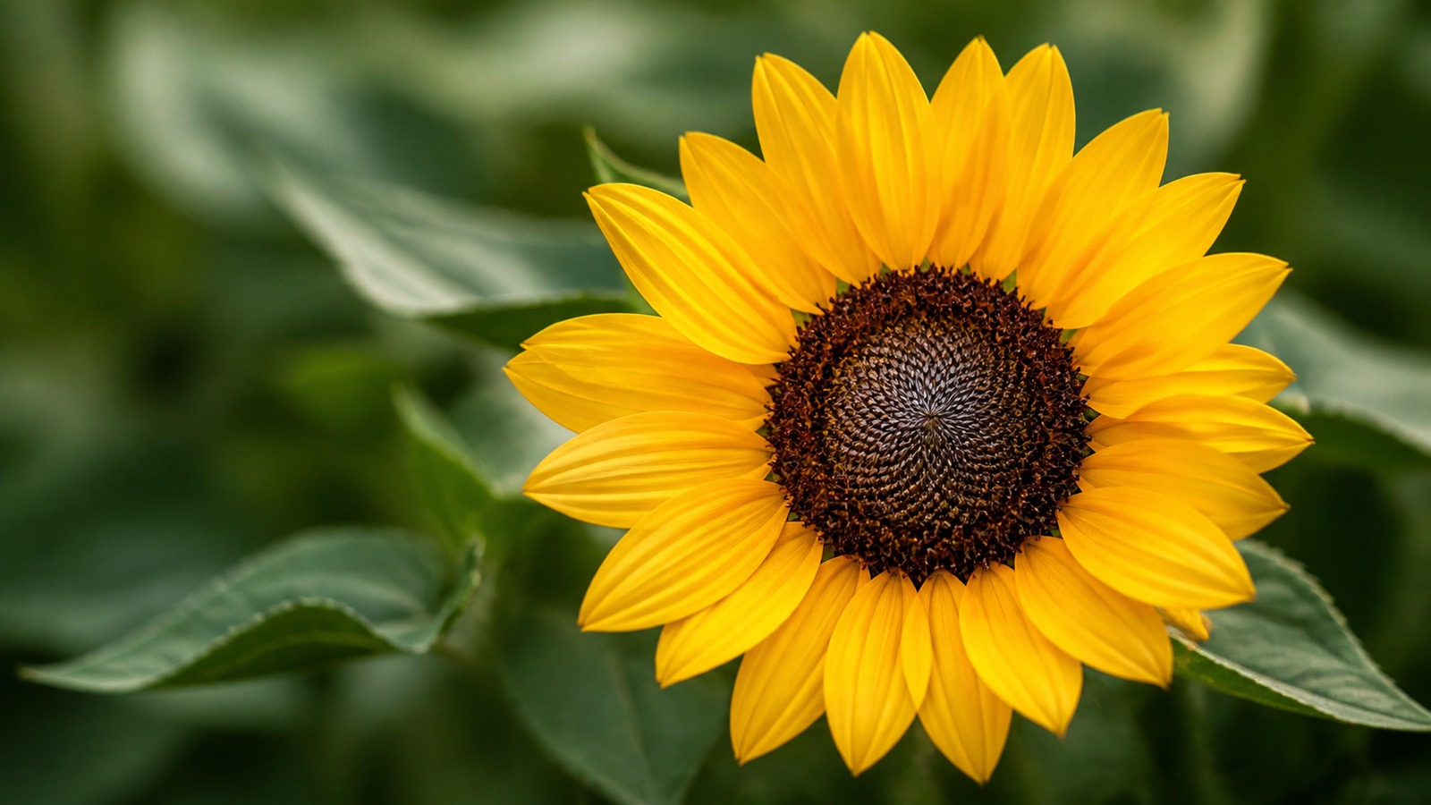a bright yellow decorative sunflower with a dark chocolate center, close-up botanical study on a warm oak wooden surface