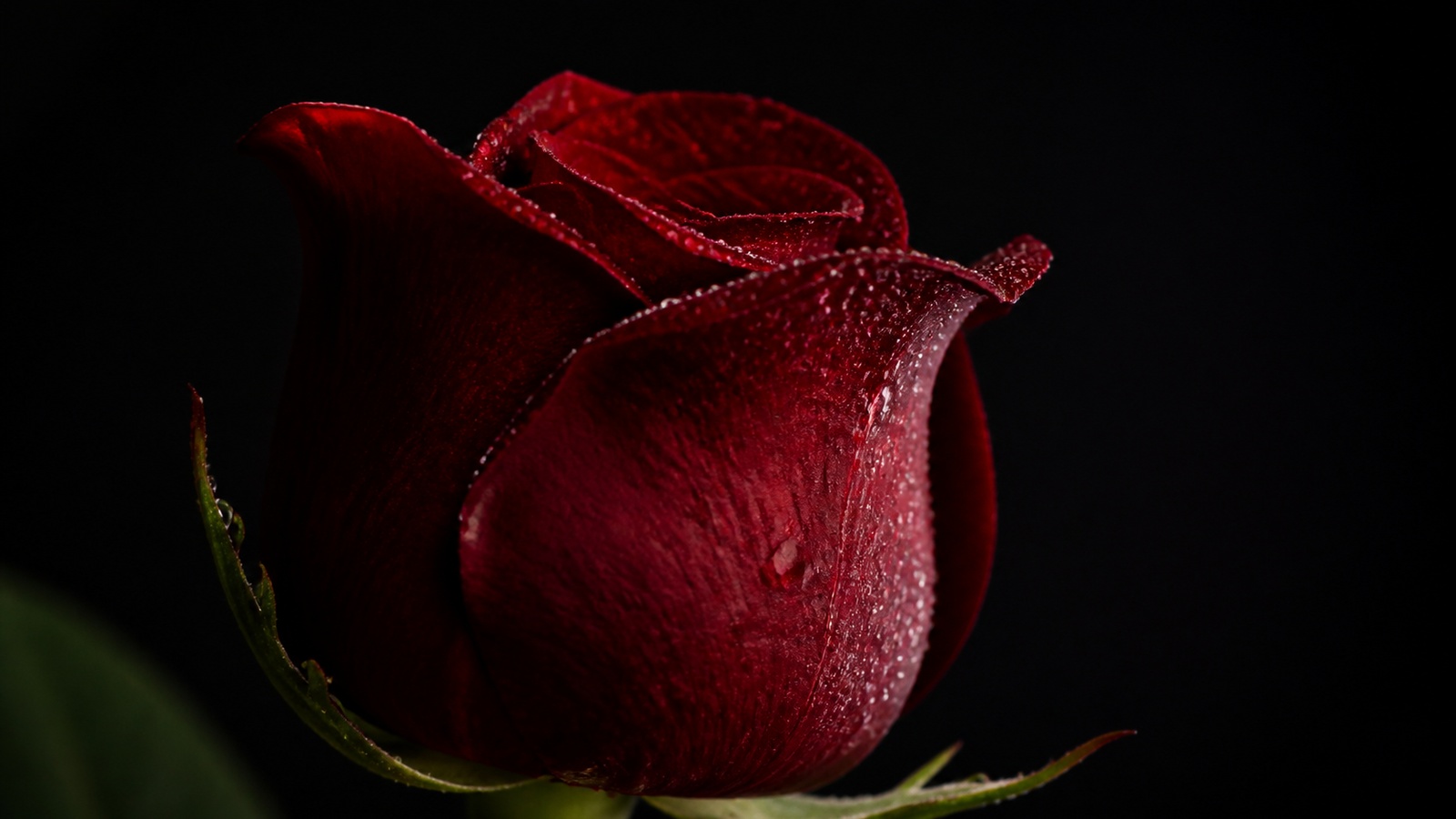 hero — dark red rosebud close-up with morning dew