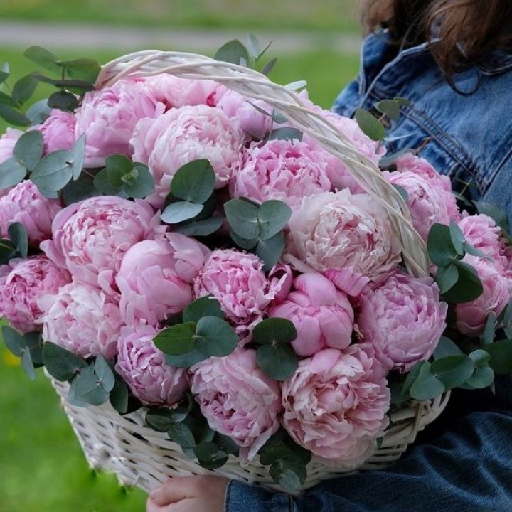 51 пион в корзине в Дубае